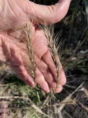 Elymus canadensis