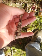 Aureolaria virginica