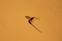 Ichneumonidae