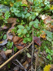 Potentilla indica