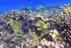 Tridacna gigas