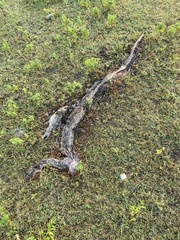 Python molurus