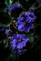 Streptocarpus ionanthus