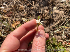 Pelargonium elongatum
