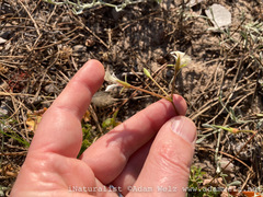 Pelargonium elongatum