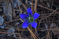 Gentiana autumnalis