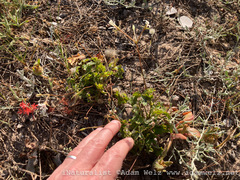 Pelargonium elongatum