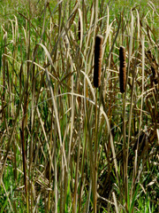 Typha