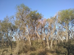Sapium haematospermum