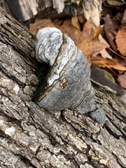 Fomes fomentarius