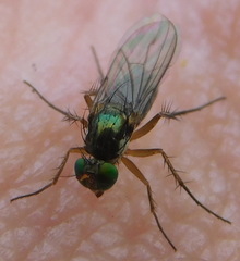 Dolichopus