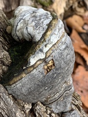 Fomes fomentarius