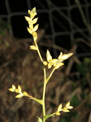 Catopsis morreniana