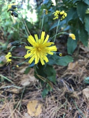 Hieracium