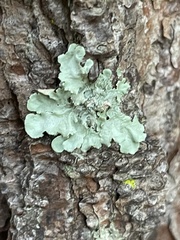 Parmotrema hypotropum