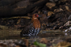 Rallina fasciata