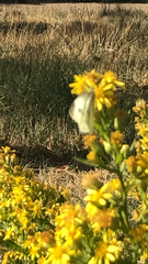 Pieris rapae