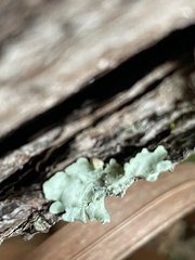 Parmotrema hypotropum