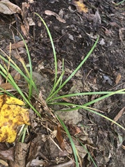 Carex pedunculata