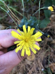 Hieracium