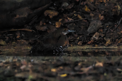 Rallina eurizonoides