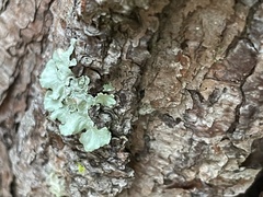 Parmotrema hypotropum