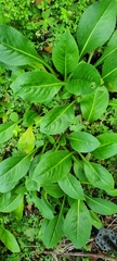 Packera toluccana