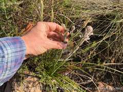 Trachyandra hirsutiflora