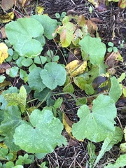Alcea rosea