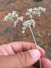 Eriogonum annuum