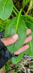 Packera toluccana