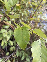 Betula nigra