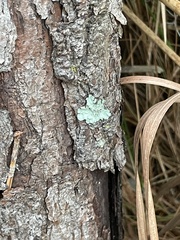 Parmotrema hypotropum