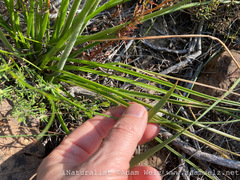 Trachyandra hirsutiflora