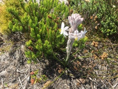 Trachyandra hirsutiflora