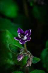 Streptocarpus ionanthus
