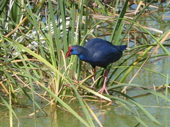 Porphyrio porphyrio