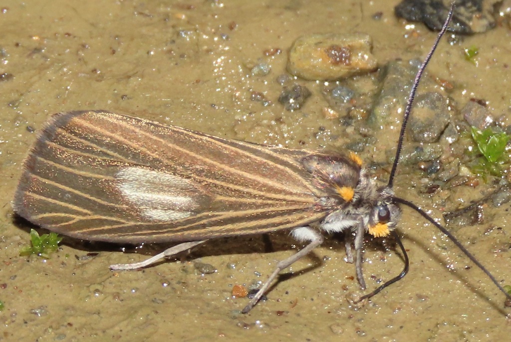 Pareuchontha grandimacula