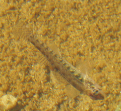 Etheostoma exile