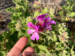 Pelargonium cucullatum