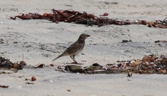 Passerculus sandwichensis rostratus