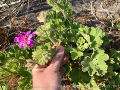 Pelargonium cucullatum