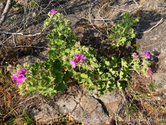 Pelargonium cucullatum