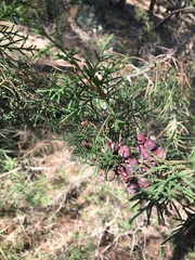 Juniperus phoenicea