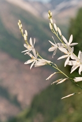 Anthericum liliago