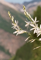 Anthericum liliago