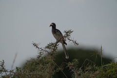 Lophoceros nasutus