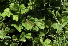 Takydromus sexlineatus