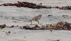 Passerculus sandwichensis rostratus