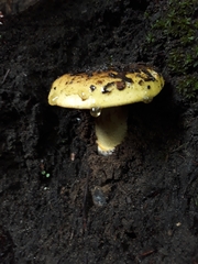 Amanita xanthocephala